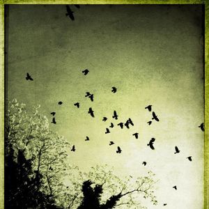 Meet your Posher, Alice